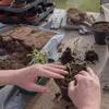 Saat-Erde 5 l - Hochwertig - Nährstoffreich - Für Garten Produktbild-Vorschau 23