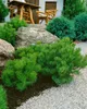 A garden scene with a wooden table and chairs, rocks, and various evergreen plants. Produktbild-Vorschau