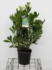 Pittosporum tobira - wawrzyn australijski 30-40 cm - Podgląd zdjęcia produktu 1