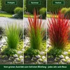 Stauden Gänge 1 x Imperata cylindrica 'Red Baron' im 1 Produktbild-Vorschau 3