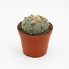Astrophytum asterias - Zee-egelcactus - Zeldzaamheid - 8,5 Productafbeelding-voorbeeld 1
