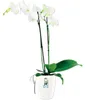 elho brussels Diamond Orchidee Hoch 12,5cm Übertopf - weiss Produktbild-Vorschau 5