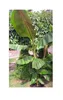 10x Musa sikkimensis Red Tiger Staude Garten Pflanzen - Produktbild-Vorschau 3