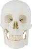 Lebensgroß Schädel Anatomie Modell Skelett Anatomisches Produktbild-Vorschau 3