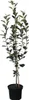 Melrose saftiger Winterapfel Lagerapfel Buschbaum 110-140 Produktbild-Vorschau 3