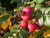 Rosa rugosa, Apfelrose, pink, 30–40 cm Produktbild-Vorschau 3