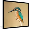 MuchoWow® Gerahmtes Poster Eisvogel - Tiere - Vogel 40x40 Produktbild-Vorschau 1