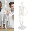 45CM mini model kostry, PVC, kostní struktura lidského těla Náhled obrázku produktu 7