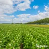 Phytophthora-Konzentrat - 1000 ml für 1000 m2- Organifer Produktbild-Vorschau 2