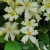 Powojnik Paul Farges botaniczny 2L Podgląd zdjęcia produktu 3