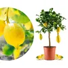 Meine Orangerie Amalfi Zitronenbaum Mezzo - echte Produktbild-Vorschau 1