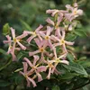 Sternjasmin 2er Set Rosa - Stern von Sizilien - Produktbild-Vorschau 1