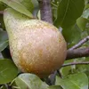 Köstliche von Charneux Birne Birnenbaum kleinbleibend Produktbild-Vorschau 1