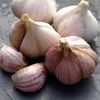 Pflanzknoblauch lila  3 Knollen Produktbild-Vorschau 1