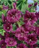 A close-up view of several deep purple mallow flowers in bloom, with green leaves and stems visible. Produktbild-Vorschau