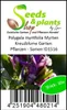 10x Polygala myrtifolia Myrten Kreuzblume Garten Pflanzen - Produktbild-Vorschau 3
