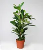 BALDUR-Garten 1x Afrikanischer Feigenbaum ca. 100-110 cm Produktbild-Vorschau 3
