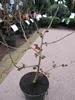 Hamamelis intermedia Feuerzauber - Zaubernuss Feurezauber - Produktbild-Vorschau 3