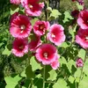 6 x Stockrose  - Alcea rosea 'Rubra'  | Topf 9cm x 9cm Produktbild-Vorschau 1