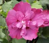 Dehner Hibiskus Purple Ruffles®, große gefüllte lila Produktbild-Vorschau 1