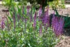 Salvia nemorosa 'Caradonna', Steppensalbei, fioletowy, ok. Podgląd zdjęcia produktu 3