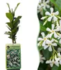 Green boutiQ - Toscaanse jasmijn - Trachelospermum Voir les images du produit 1
