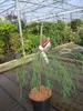 Chamaecyparis lawsoniana Drooping Solo - Hängende Lawsons Produktbild-Vorschau 3