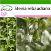 SAFLAX - Sladká bylina stévie - Stevia rebaudiana - 100 Náhled obrázku produktu 10