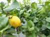 Zitrus Zitronenbaum Zitrone Citrus Limon Limone 120 - 140 Produktbild-Vorschau 2