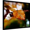 MuchoWow® Gerahmtes Poster Buche - Herbst - Laub 40x40 cm - Produktbild-Vorschau 1