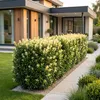 Green boutiQ - 40x Euonymus japonica Paloma Blanca - Voir les images du produit 5