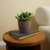Bloomique - Crassula Ovata Magical Tree - Roślina Jadeitowa Podgląd zdjęcia produktu 2