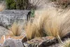 Stipa tenuissima 'Ponytails', Ziergras, ca. 1L Topf Produktbild-Vorschau 12