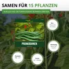 Prunkbohnen Preisgewinner Samen - Phaseolus coccis - Produktbild-Vorschau 3