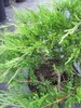 Mooswacholder Rockery Gem - Juniperus sabina Rockery Gem - Produktbild-Vorschau 3