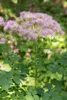 Thalictrum aquilegifolium, Akeleiblättrige Wiesenraute, ca. Produktbild-Vorschau 4