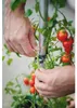 Gusta Garden Tom Tomato, Topfpflanzer, Freistehend, Produktbild-Vorschau 8