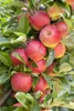 Malus 'Elstar', Apfelbaum, 40 cm Stammhöhe Produktbild-Vorschau 13