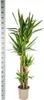 Yucca Elephantipes géant, plante d'intérieur, Ø27cm, 160cm, Voir les images du produit 5