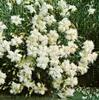 Dianthus deltoides 'Albus', goździk wrzosowy, biały, Podgląd zdjęcia produktu 1
