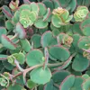 6 x Sedum sieboldii - Sedum sieboldii | pot 9cm x 9cm Voir les images du produit 2
