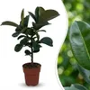 Green boutiQ - Zimmerpflanze - Gummibaum - Ficus Elastica Produktbild-Vorschau 1