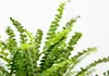 Bloomique - Nephrolepis Duffi - Schwertfarn - Produktbild-Vorschau 3