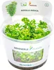 Dennerle Rotala indica In-Vitro Aquarienpflanze 7 cm Produktbild-Vorschau 1