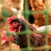 A close-up of chickens behind a green fence. Produktbild-Vorschau