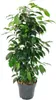 Ficus benjamini - Sada 3 kusov - Anastasia - Twighlight - Náhľad obrázku produktu 3