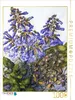 CALVENDO Puzzle Weinbaugebiete: Filzige Paulownia (stark Produktbild-Vorschau 2
