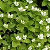 6 x Dřín kanadský - Cornus canadensis | Květináč 9cm x 9cm Náhled obrázku produktu 2