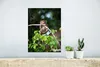 MuchoWow® Poster Junger Affe hängt an einem Ast 30x40 cm - Produktbild-Vorschau 5