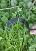 Handgeschmiedete mittelalterliche Sichel aus Stahl Produktbild-Vorschau 4